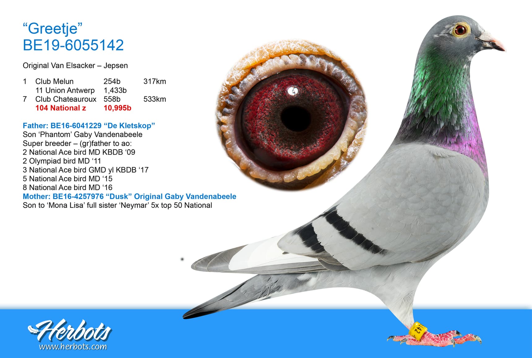 pigeon: undefined