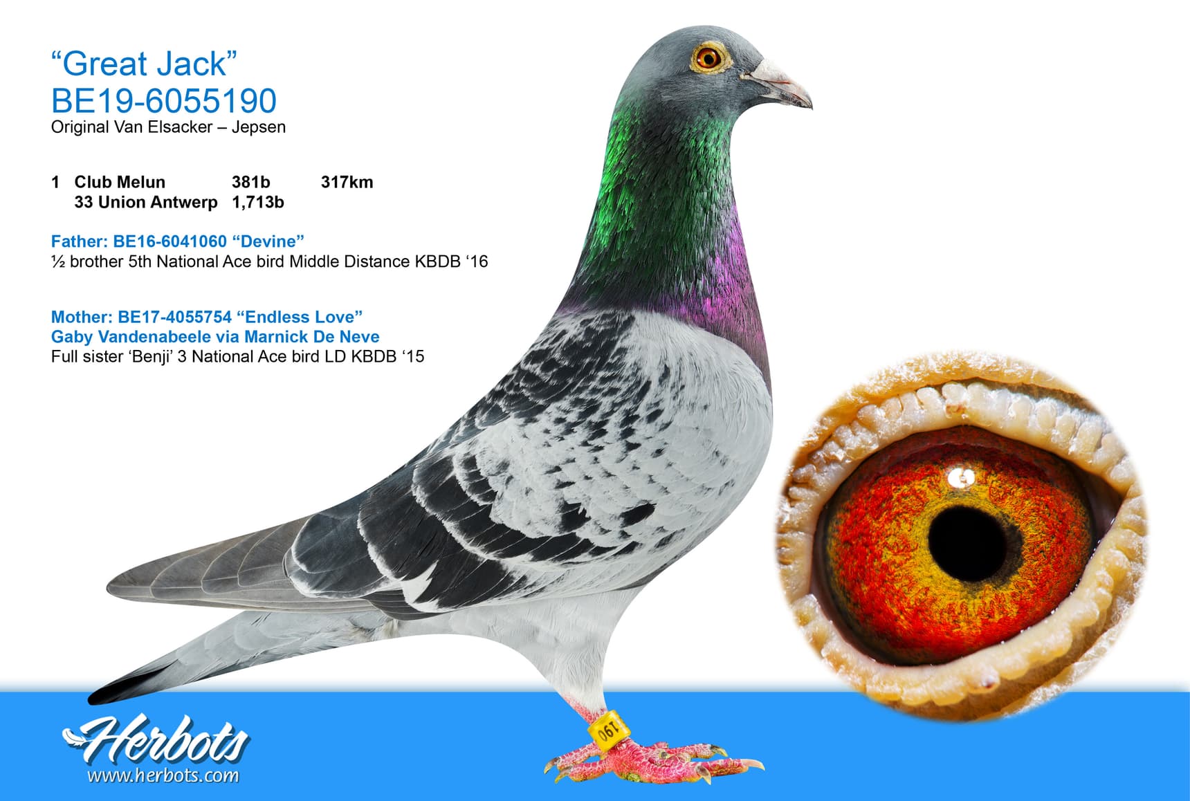 pigeon: undefined
