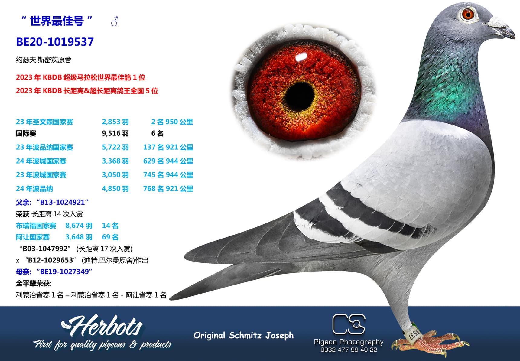 pigeon: “世界最佳号”