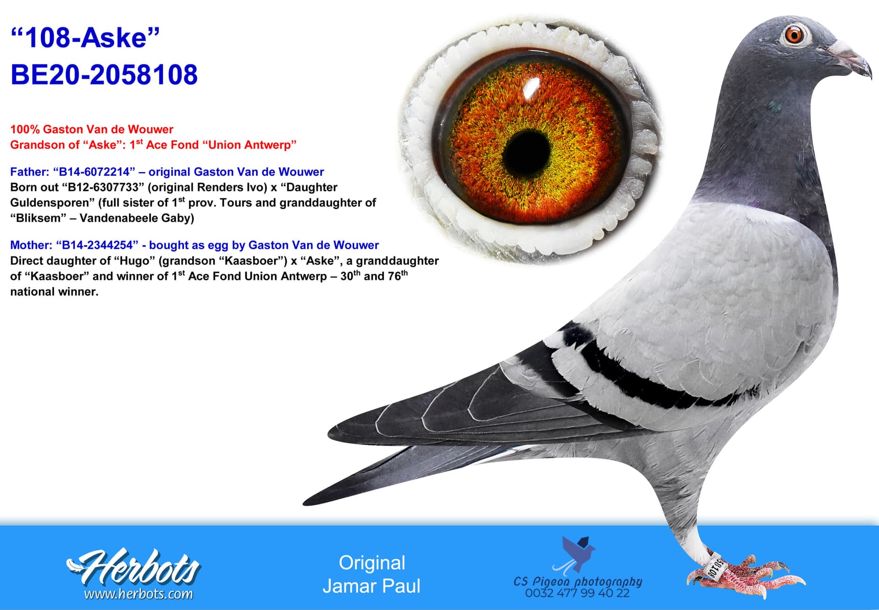 pigeon: “108-Aske”
