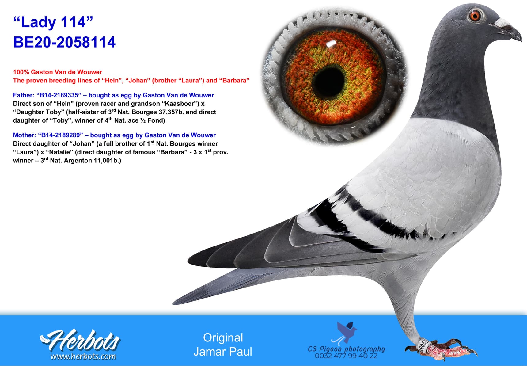 pigeon: “Lady 114”