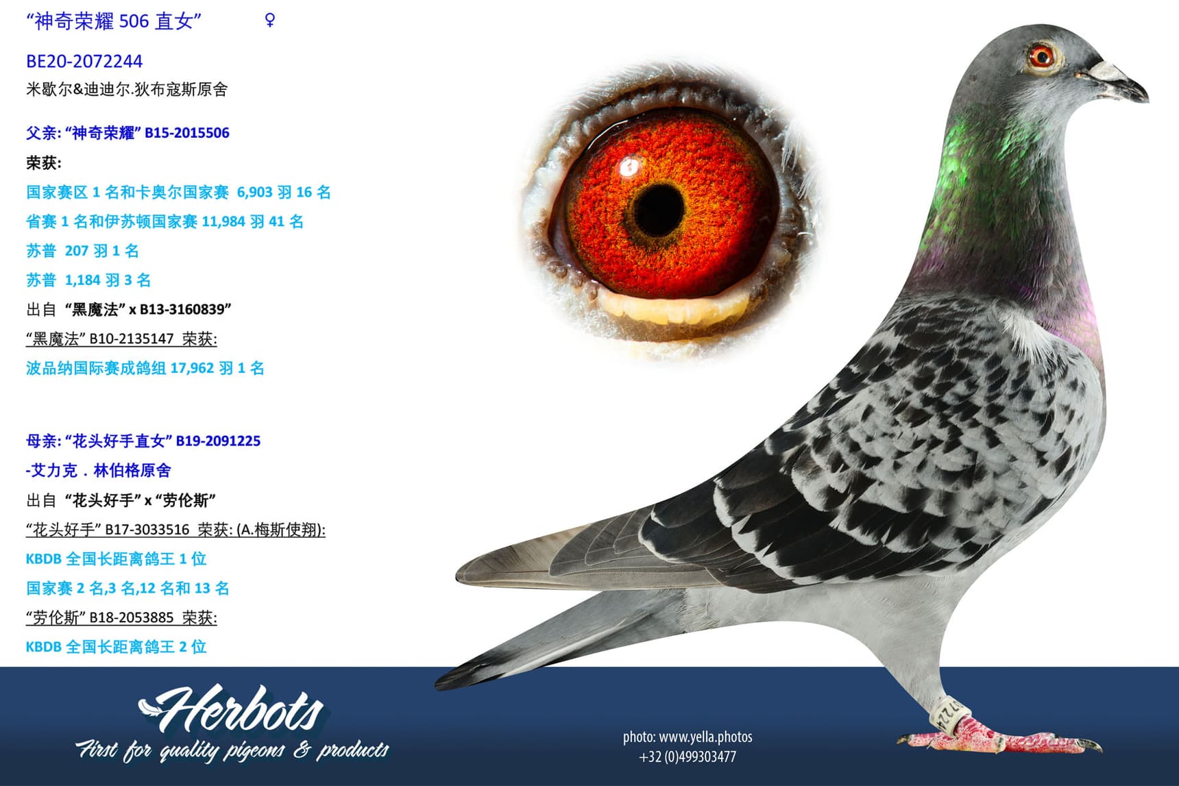 pigeon: undefined