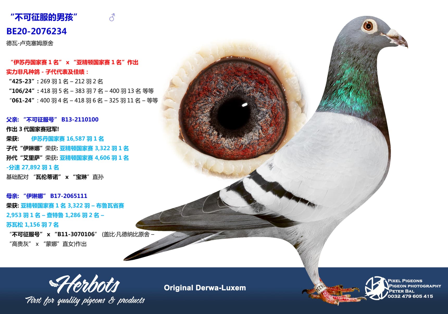 pigeon: undefined