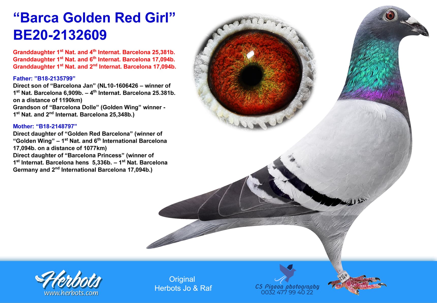 pigeon: “Barca Golden Red Girl”