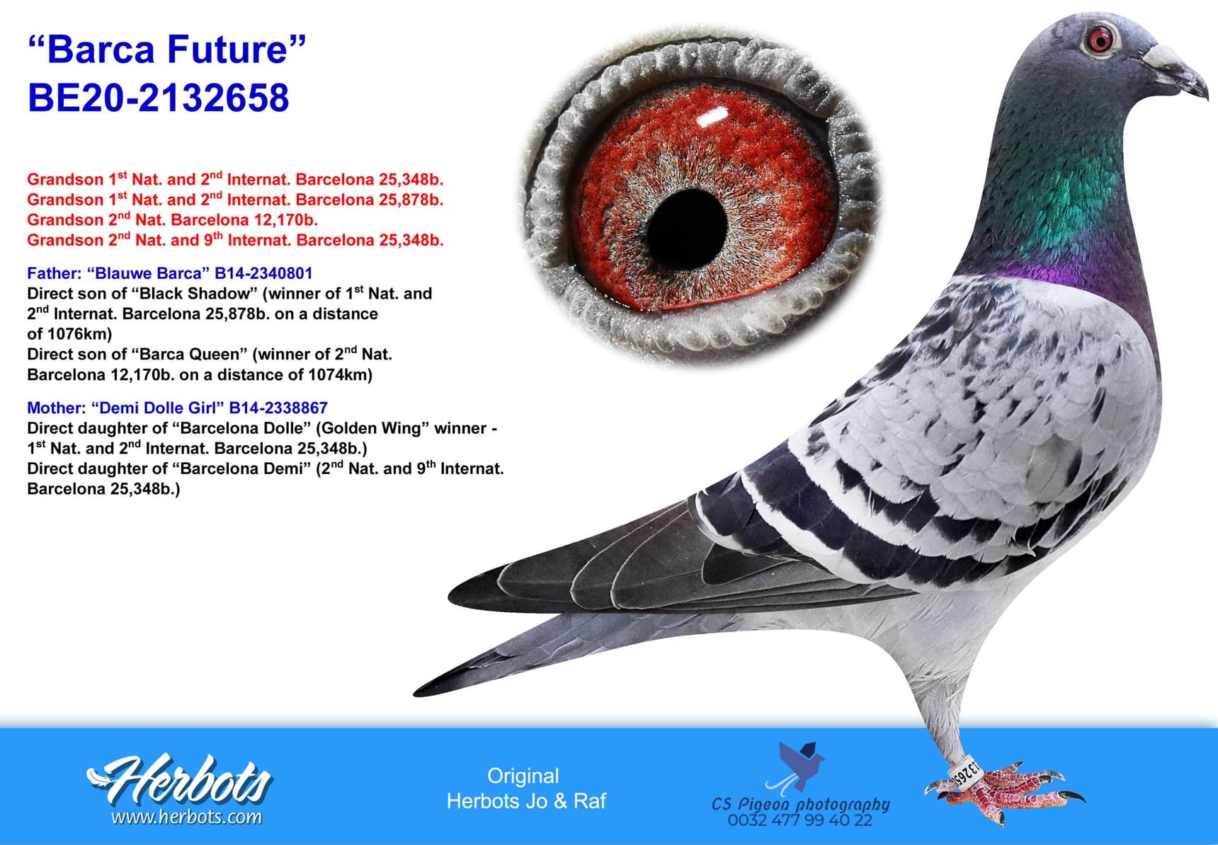 pigeon: “Barca Future”