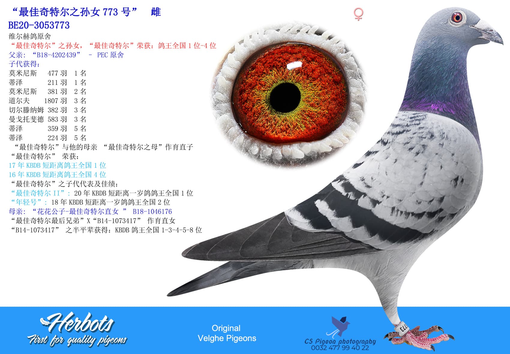 pigeon: undefined