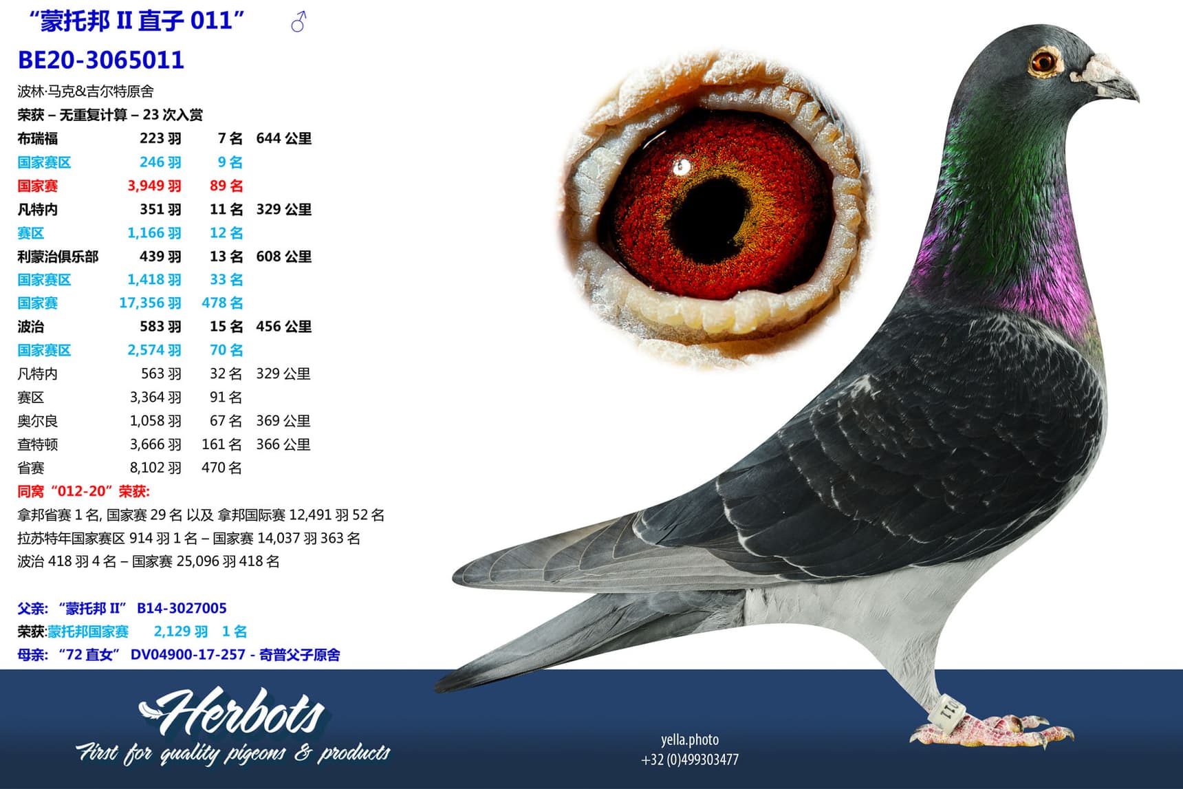 pigeon: undefined