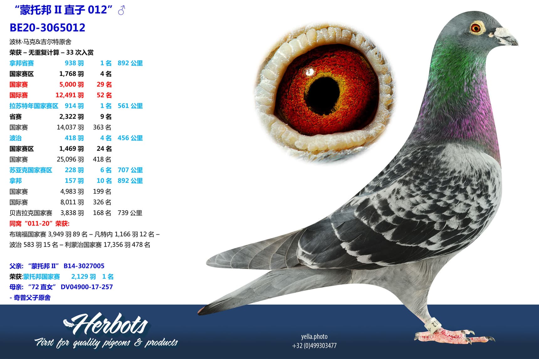 pigeon: undefined