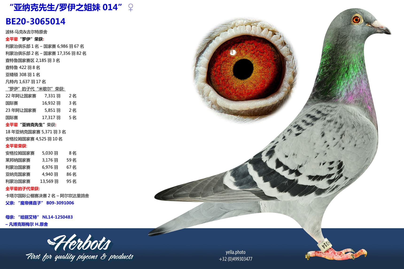 pigeon: undefined
