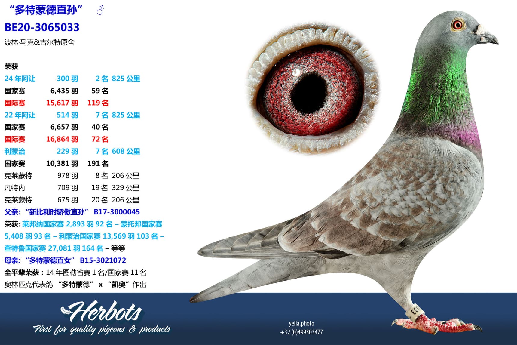 pigeon: undefined
