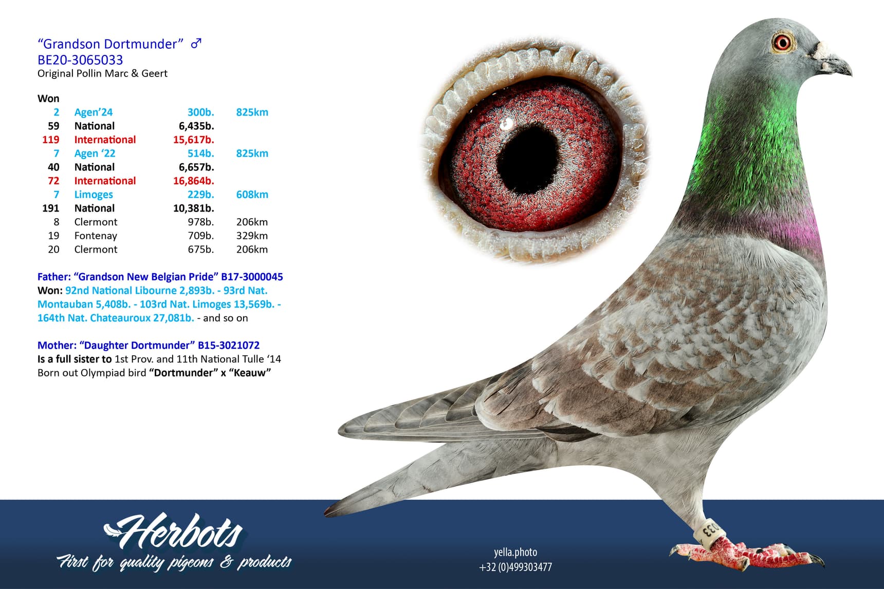 pigeon: undefined