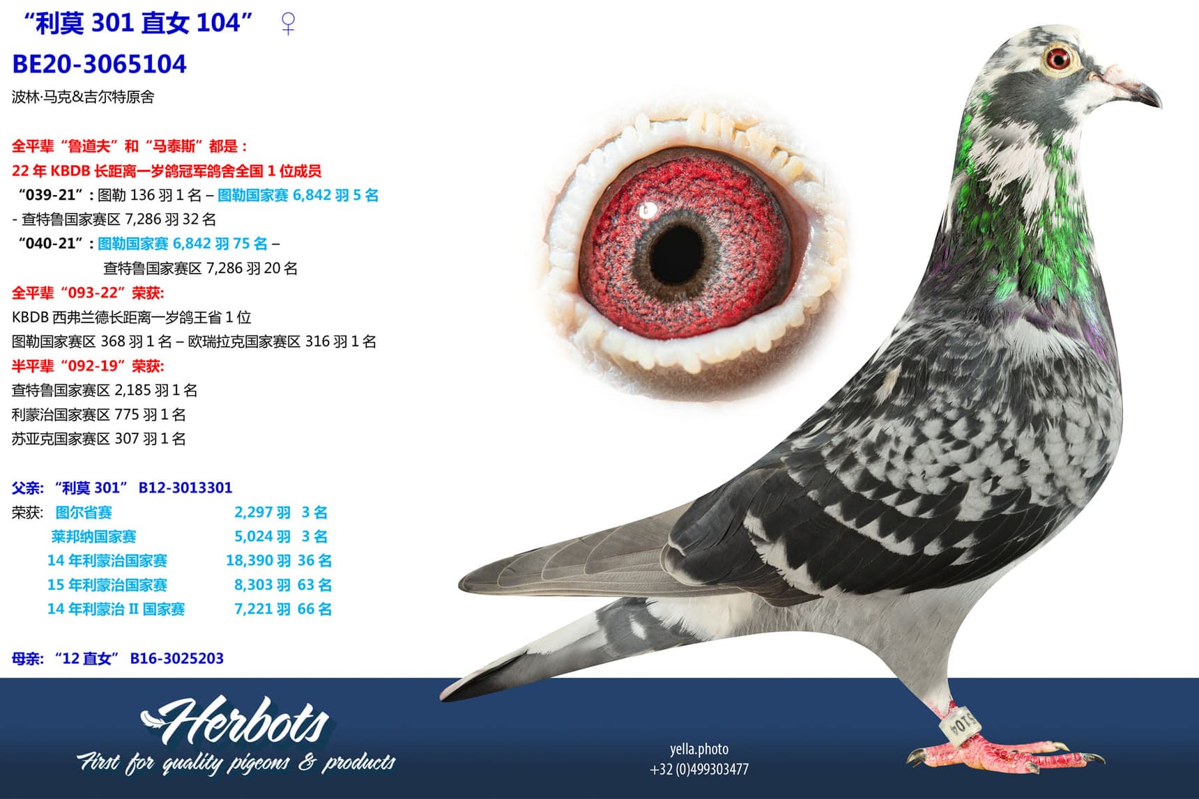 pigeon: undefined