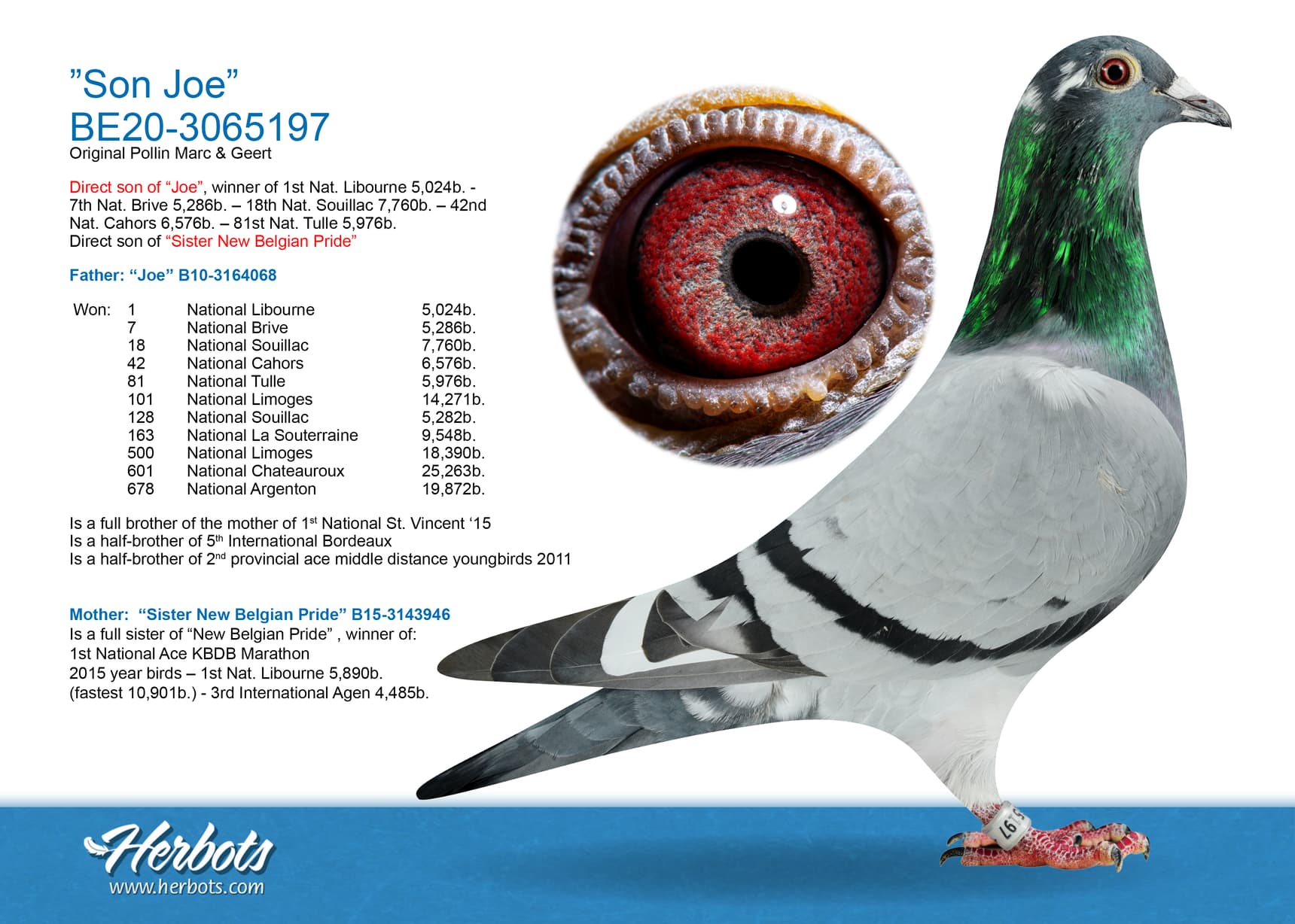 pigeon: ”Son Joe”