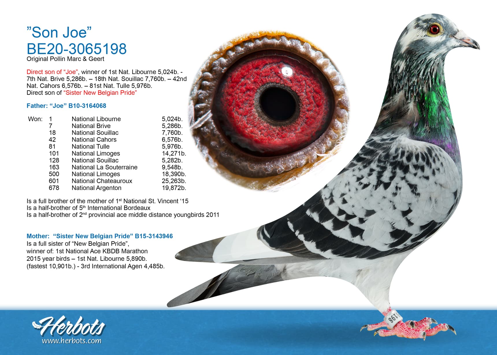 pigeon: ”Son Joe”