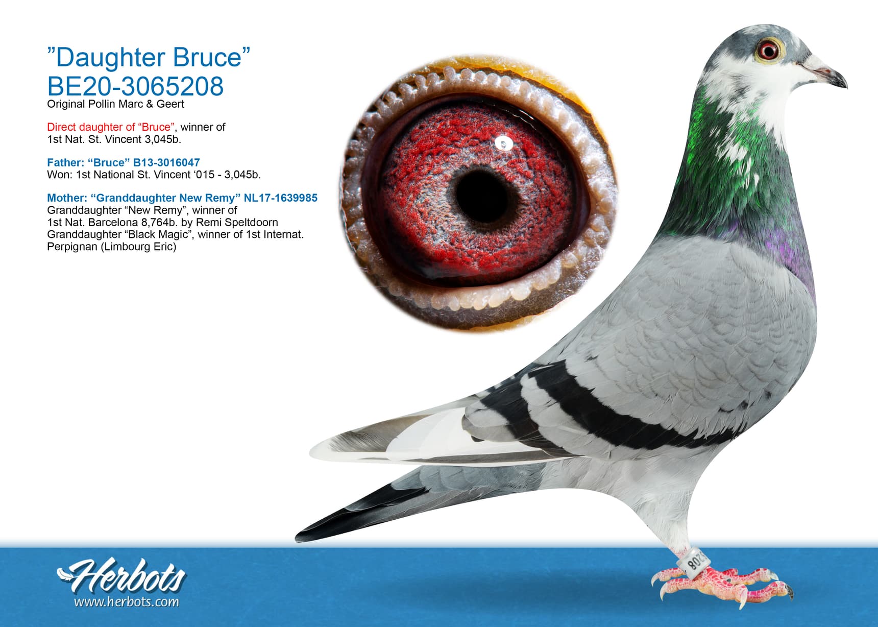 pigeon: ”Daughter Bruce”