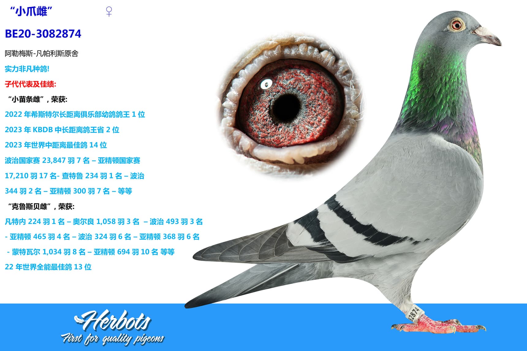 pigeon: “小爪雌”