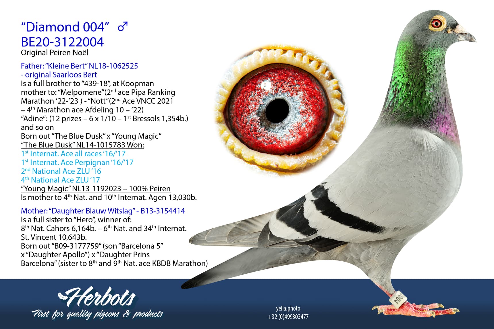 pigeon: “Diamond 004”