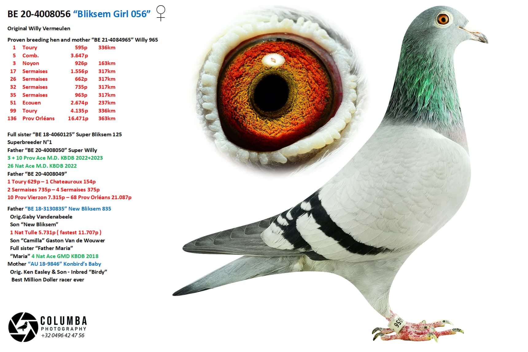 pigeon: undefined