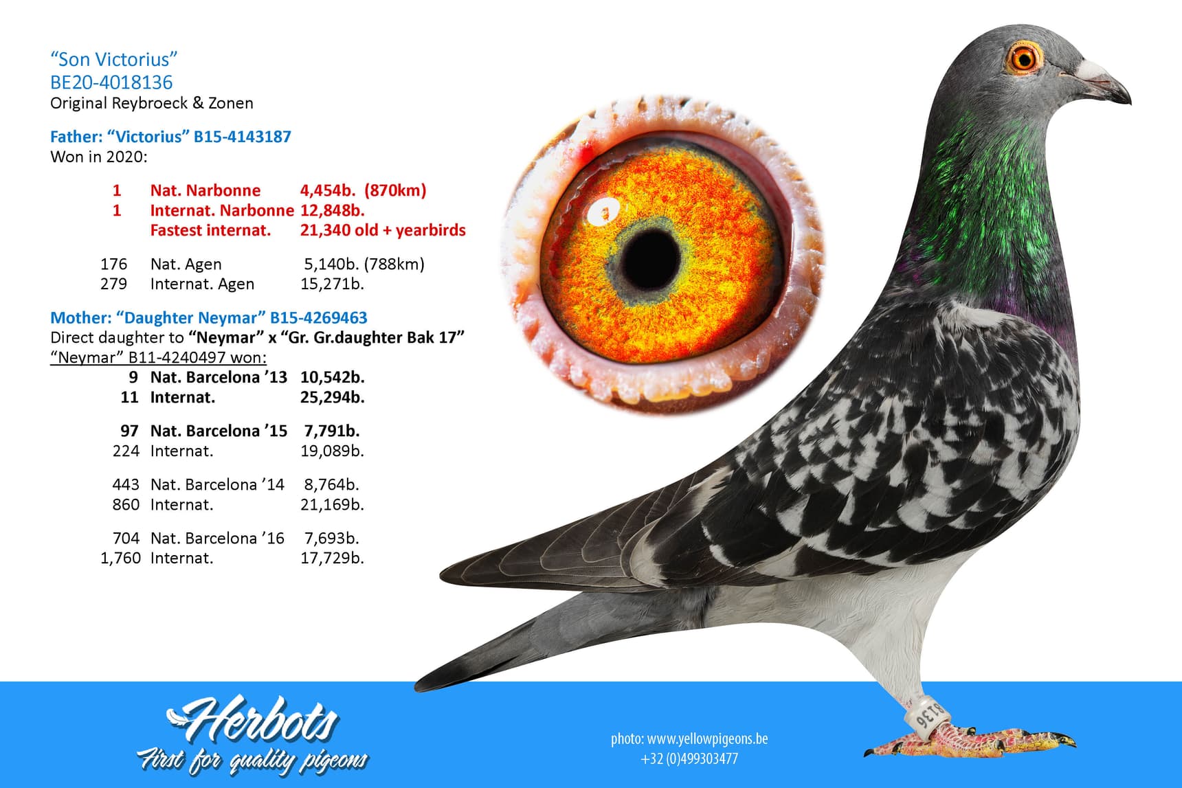 pigeon: “Son Victorius”