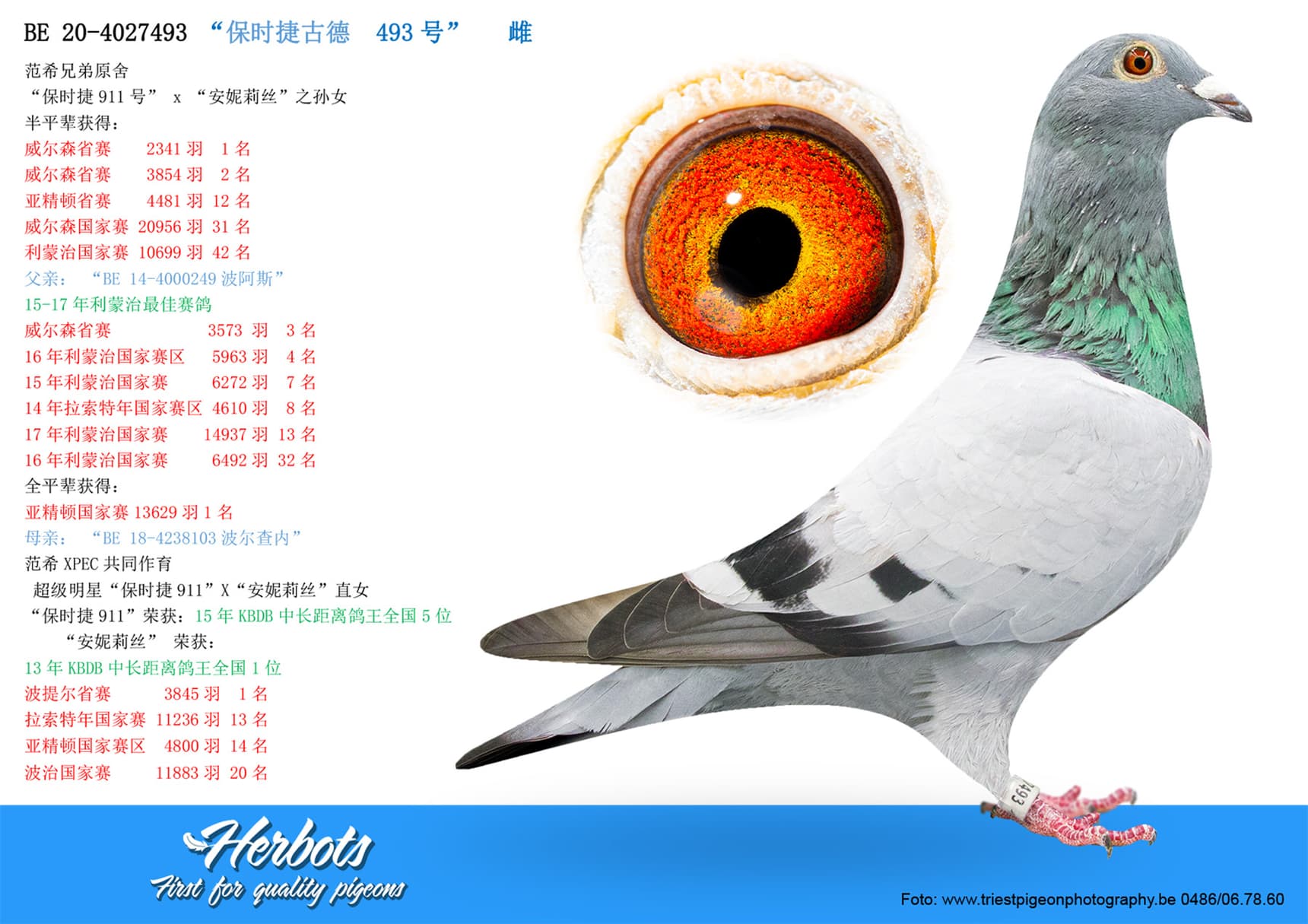 pigeon: undefined