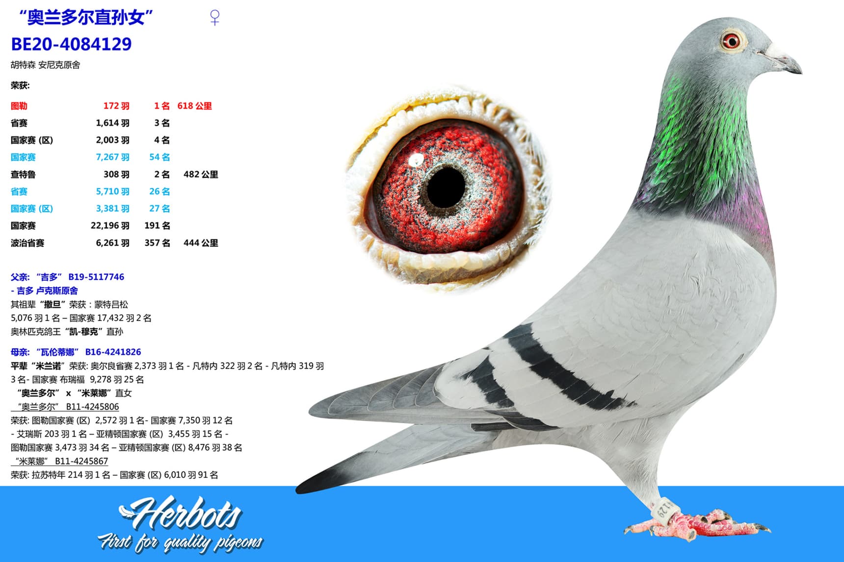 pigeon: “奥兰多尔直孙女”