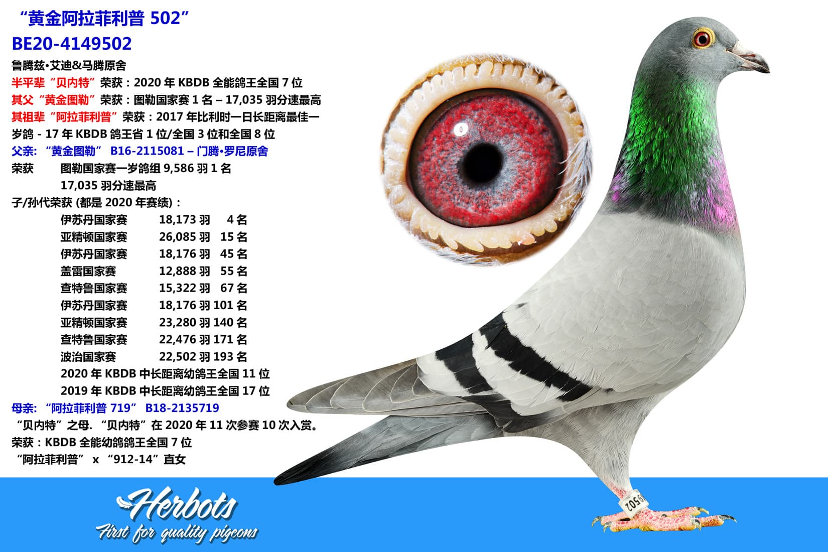 pigeon: undefined