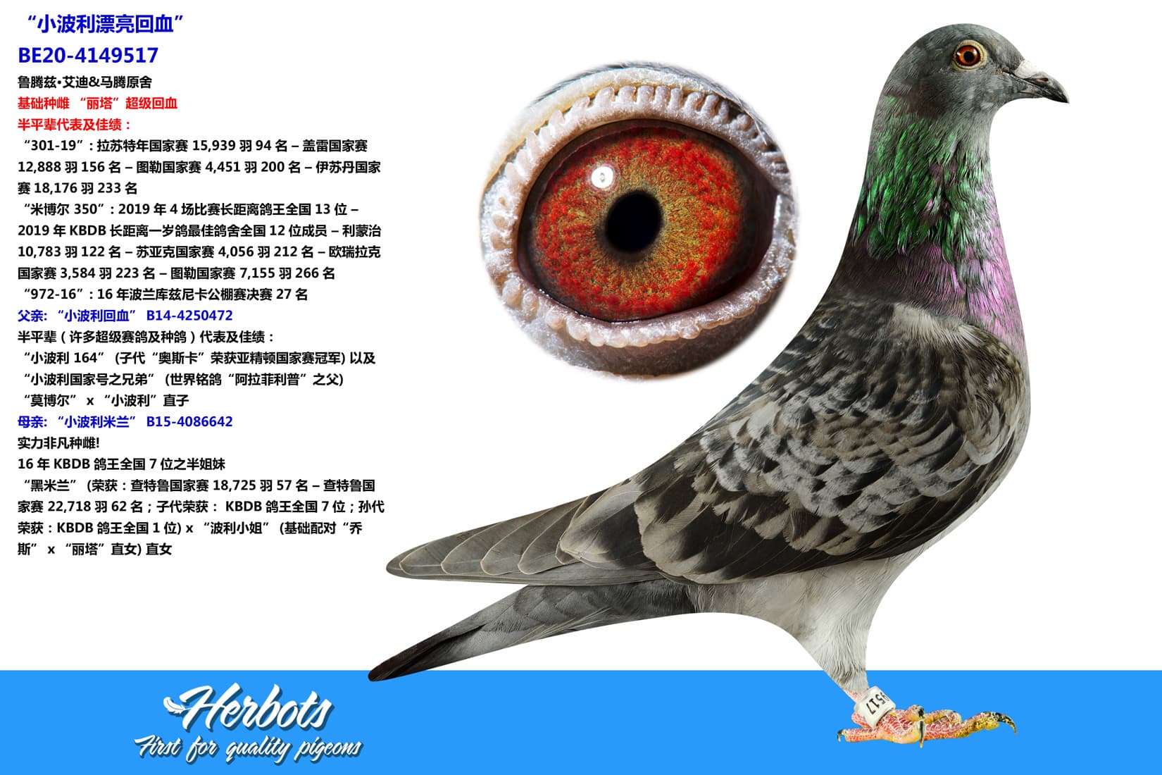 pigeon: “小波利漂亮回血”