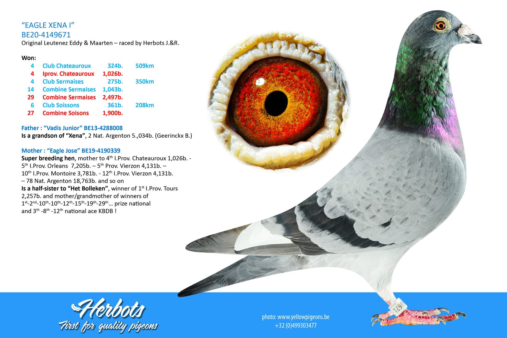 pigeon: undefined