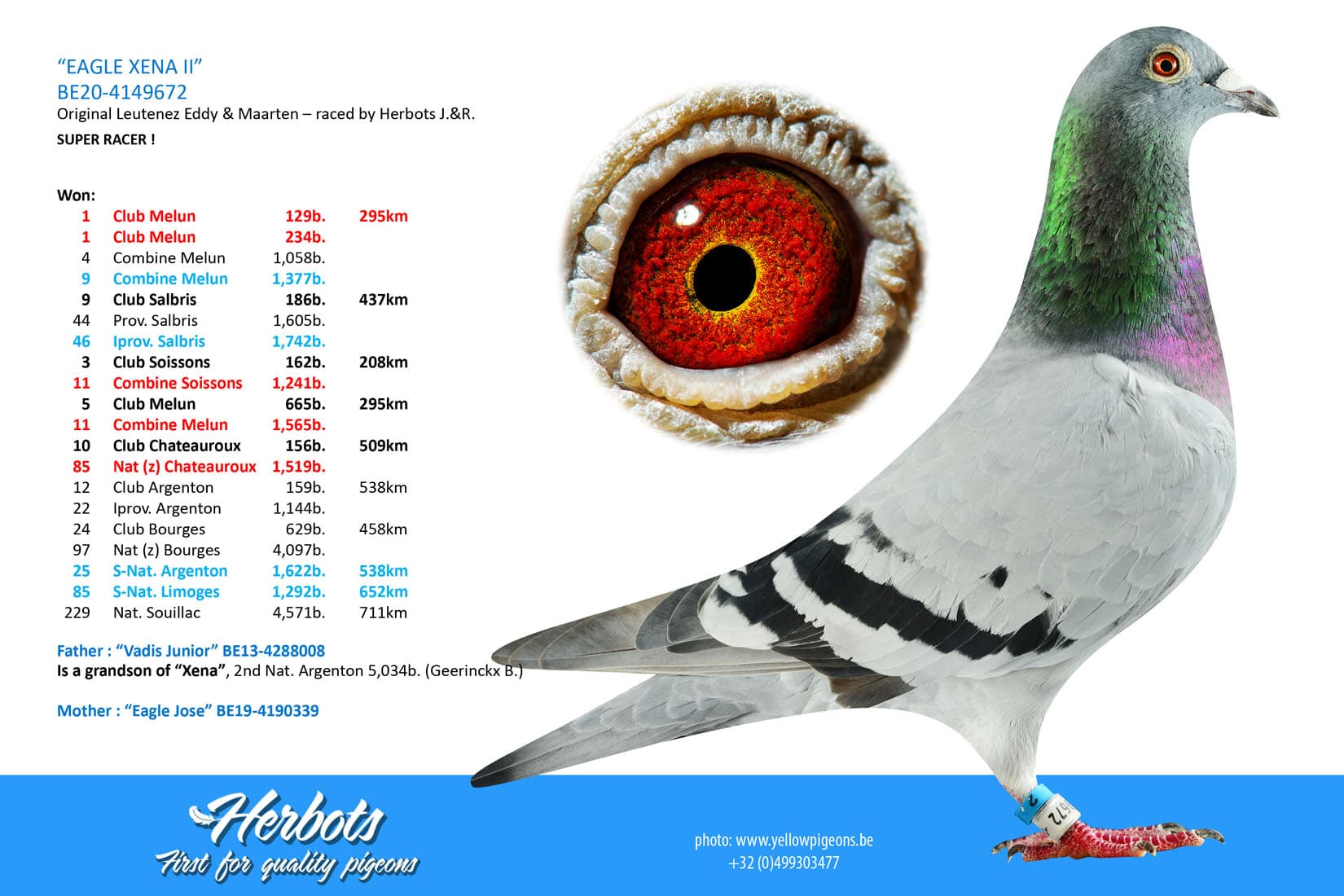 pigeon: undefined