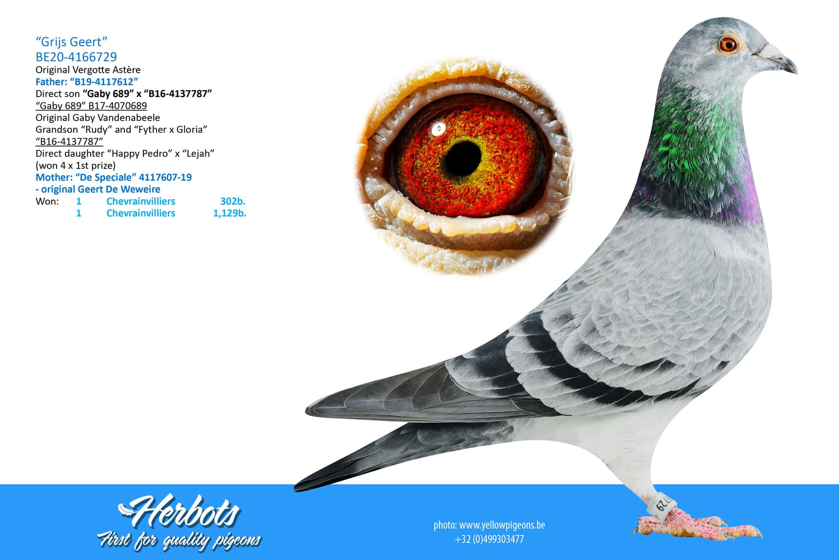 pigeon: undefined