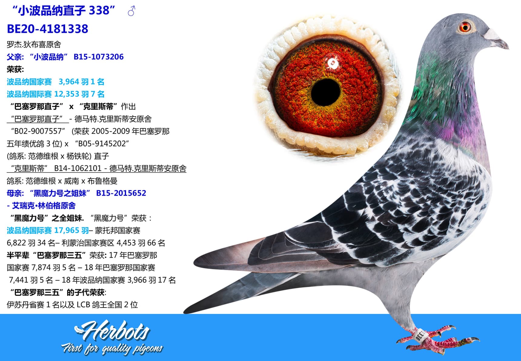 pigeon: undefined