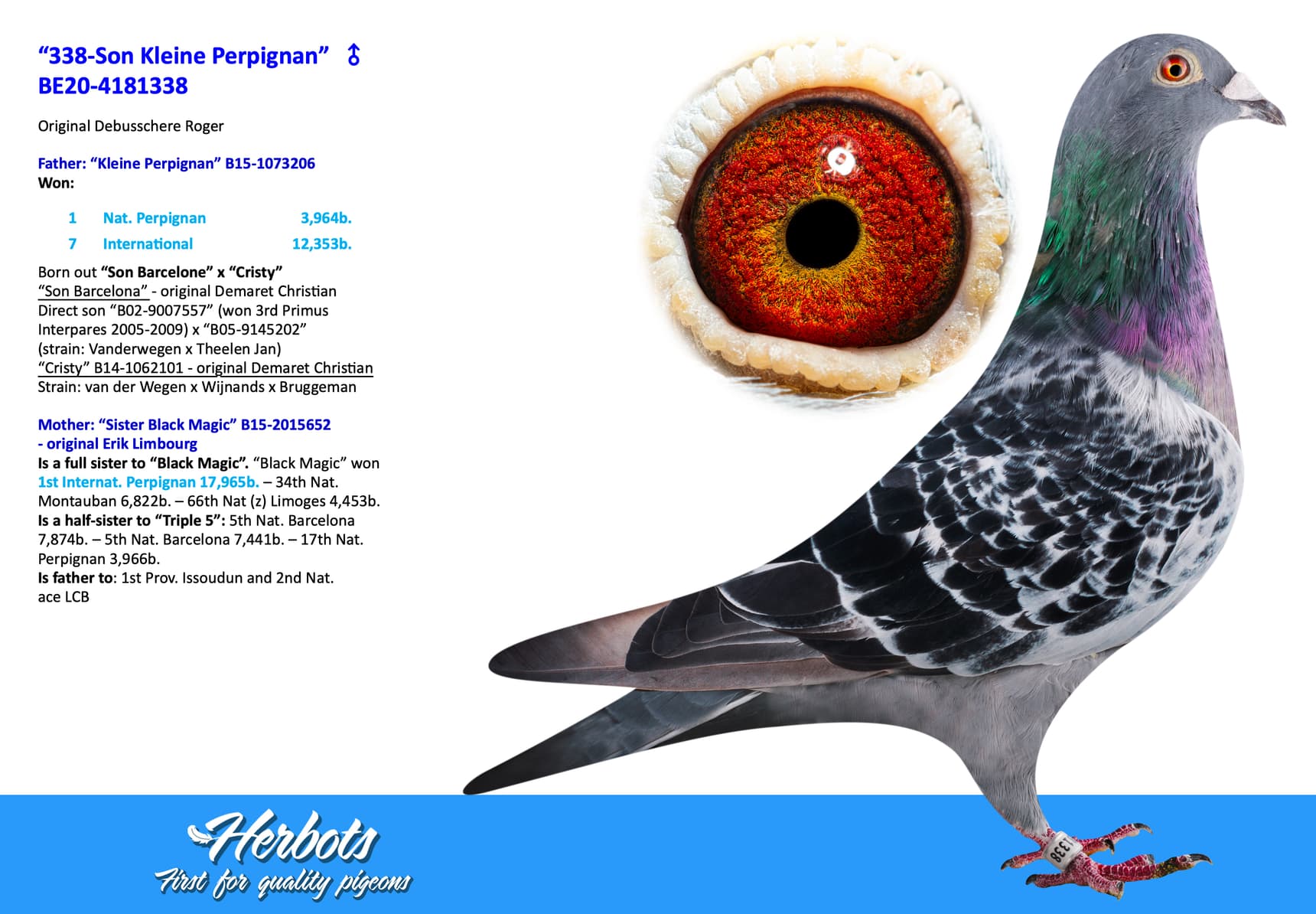 pigeon: undefined
