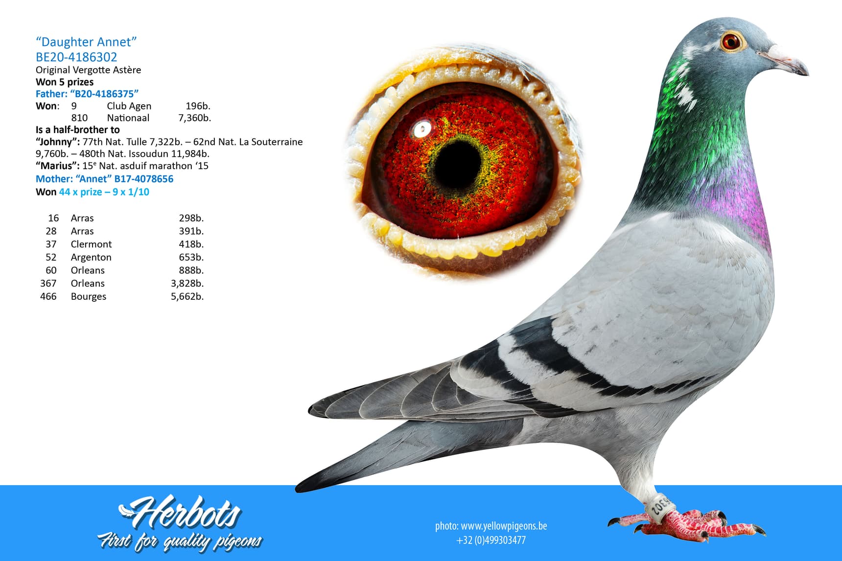 pigeon: undefined