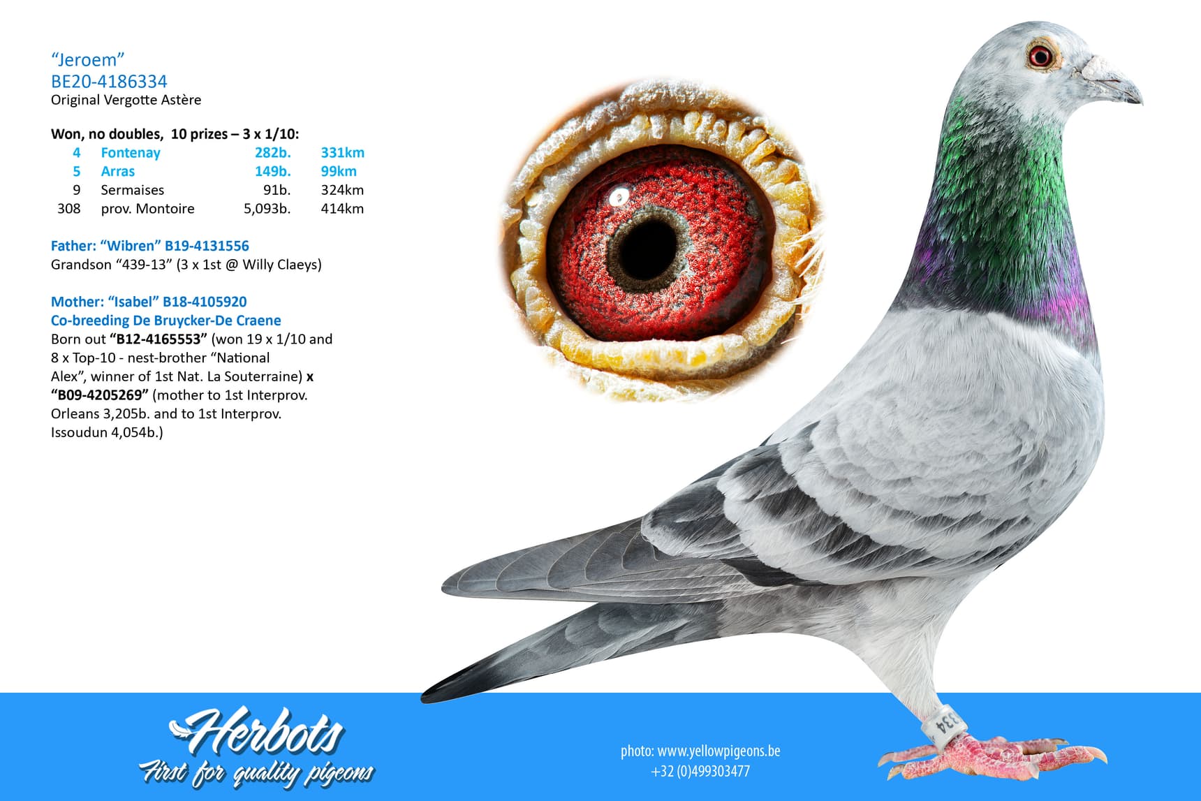 pigeon: undefined