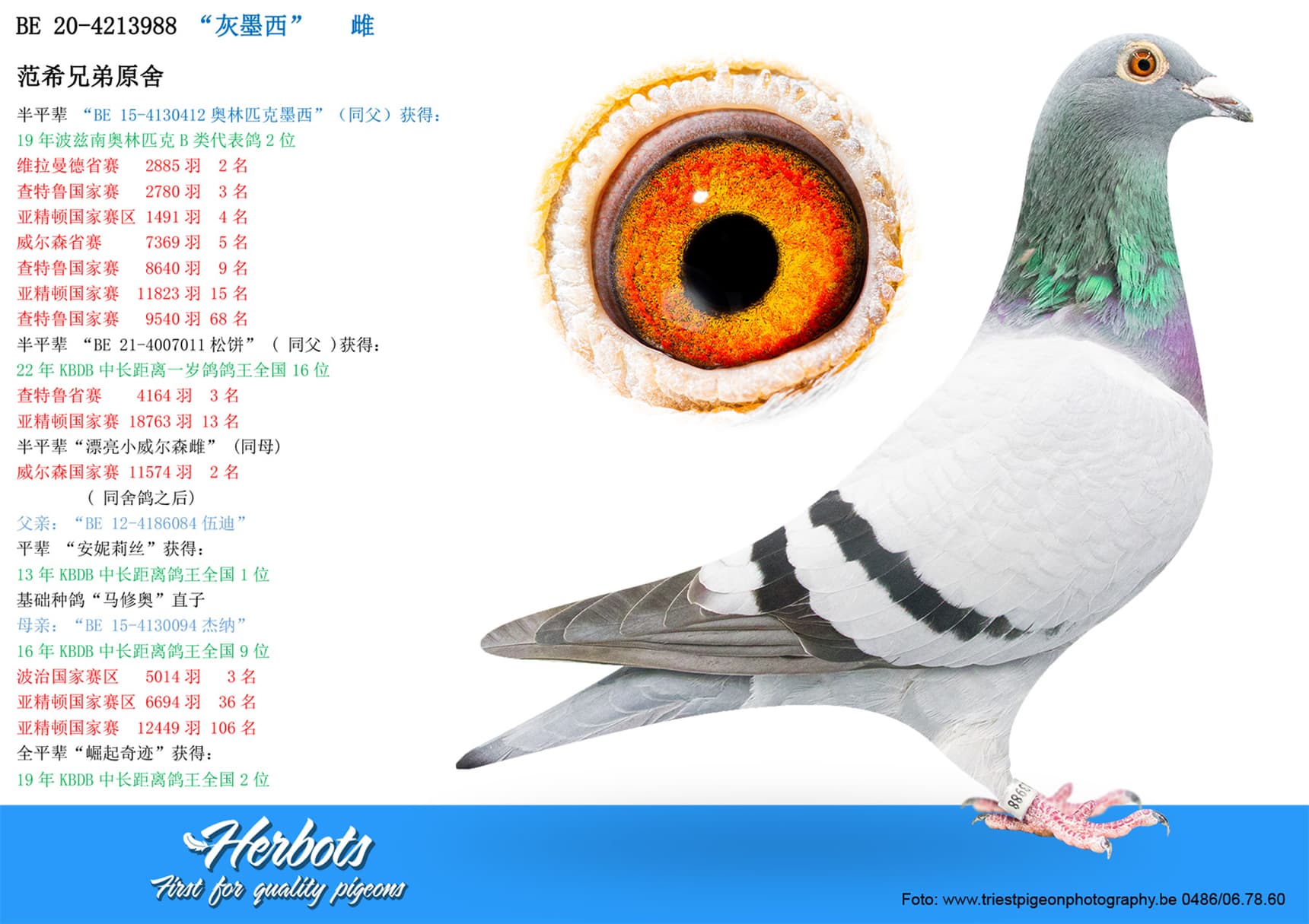 pigeon: “灰墨西”
