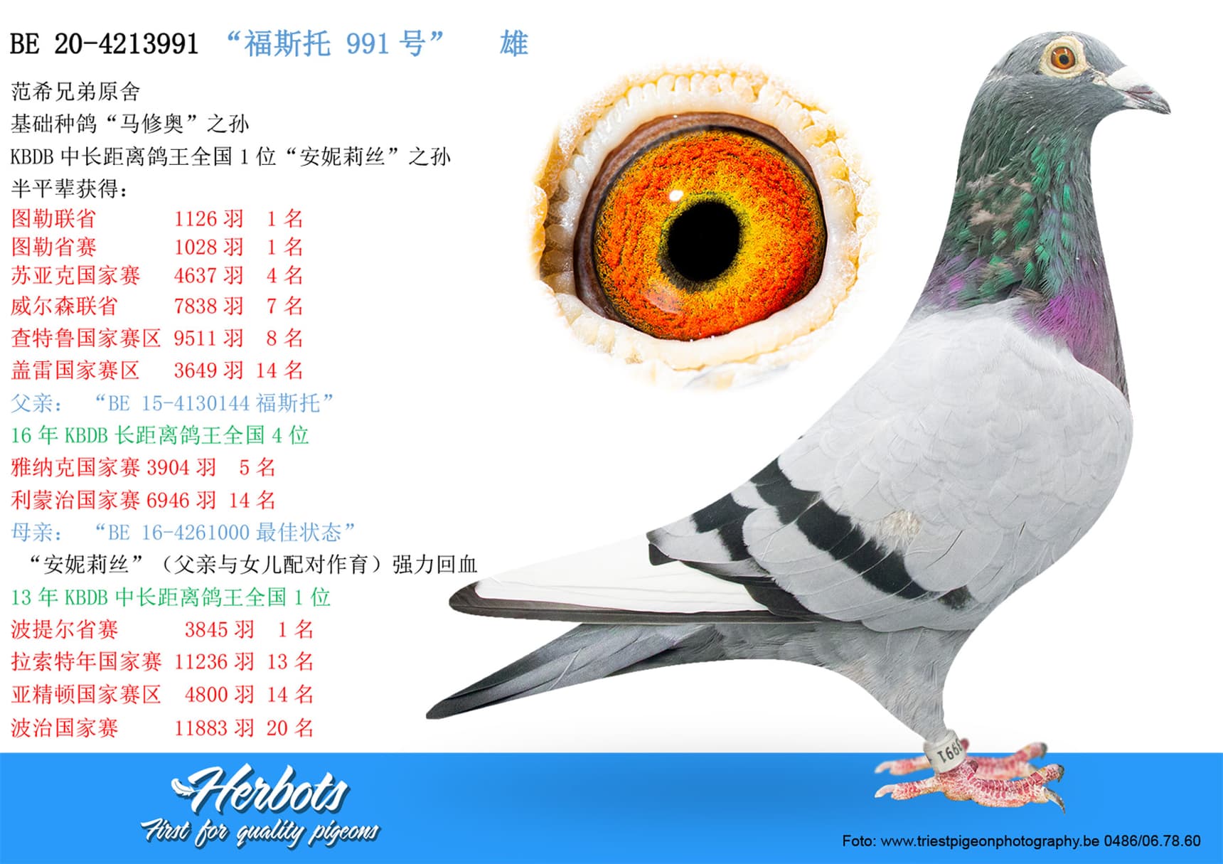 pigeon: undefined