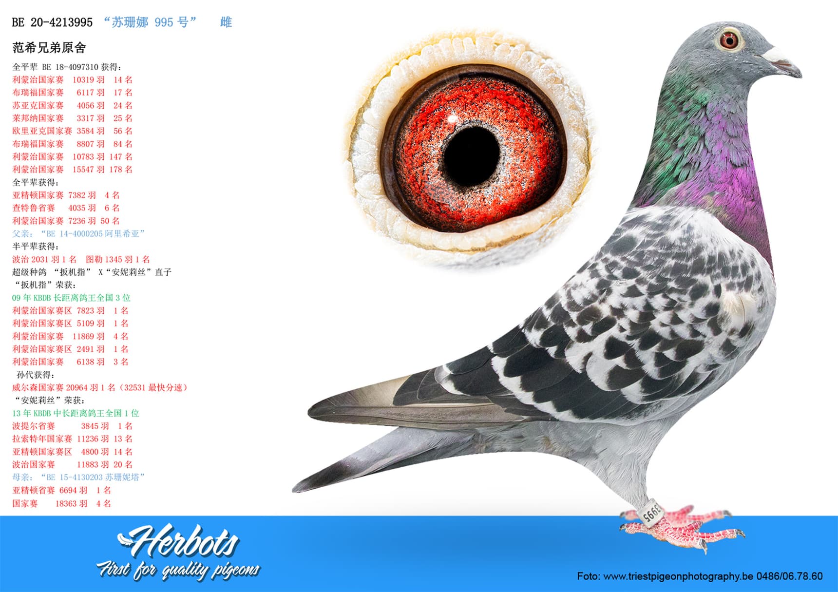 pigeon: undefined