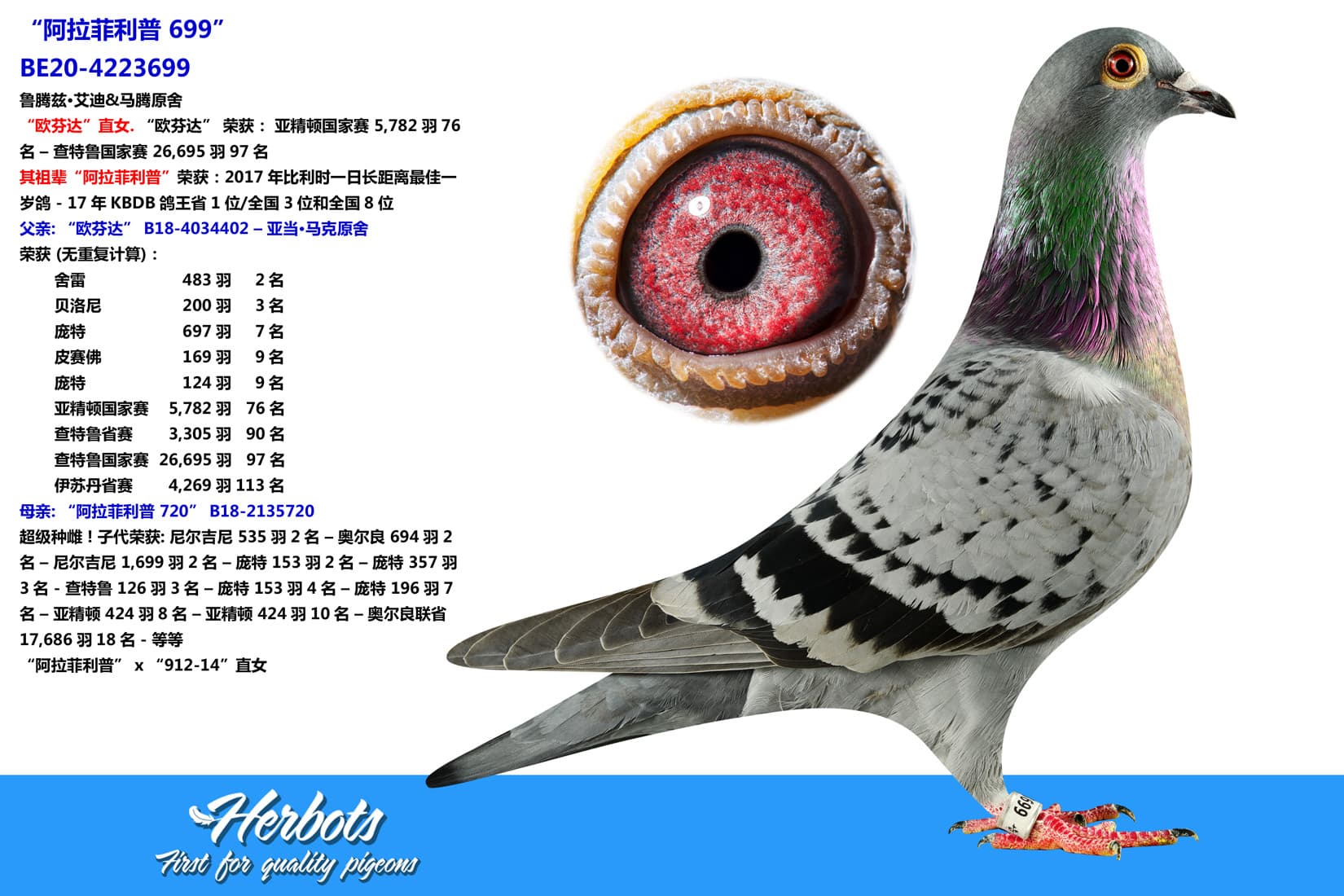 pigeon: undefined
