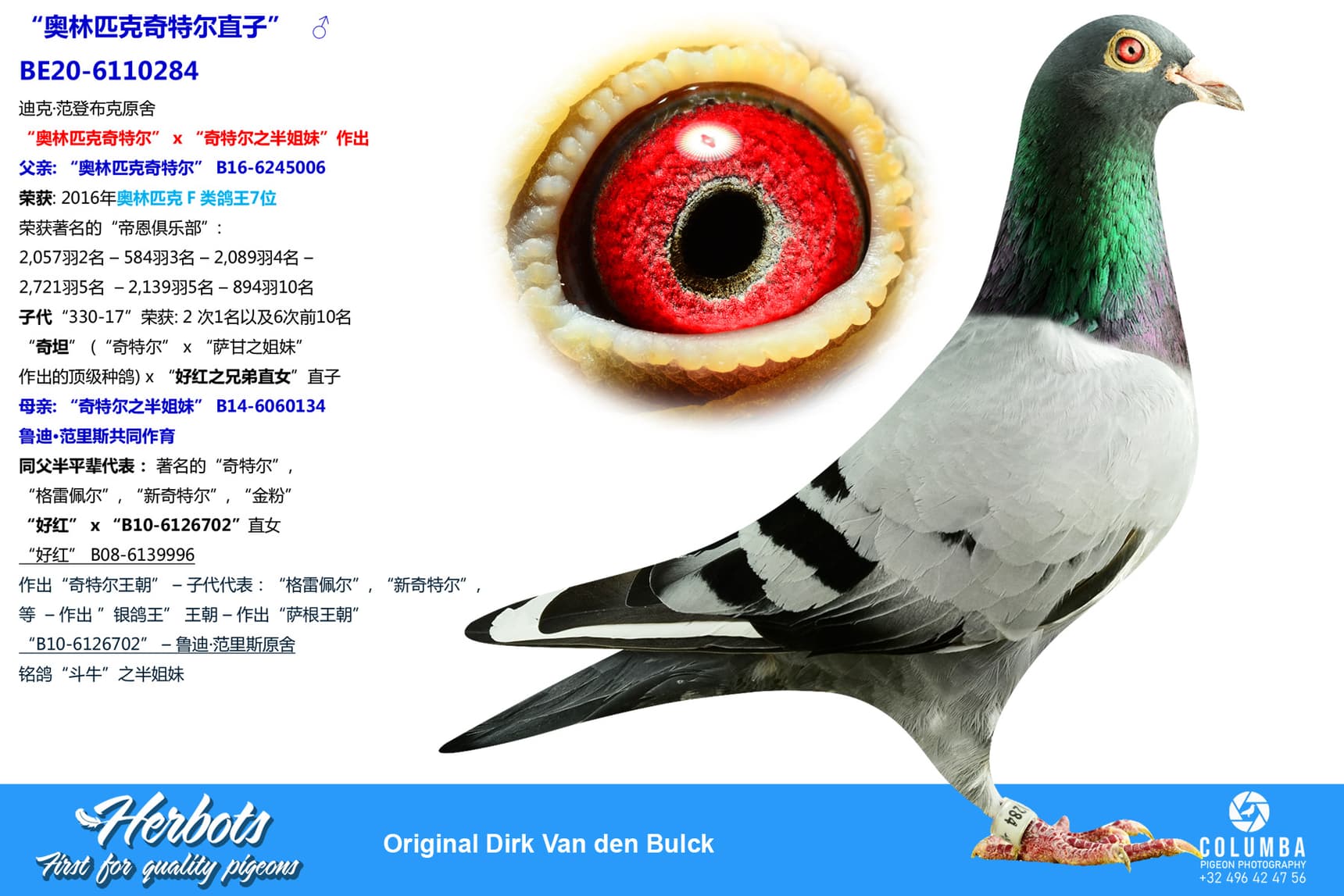 pigeon: undefined