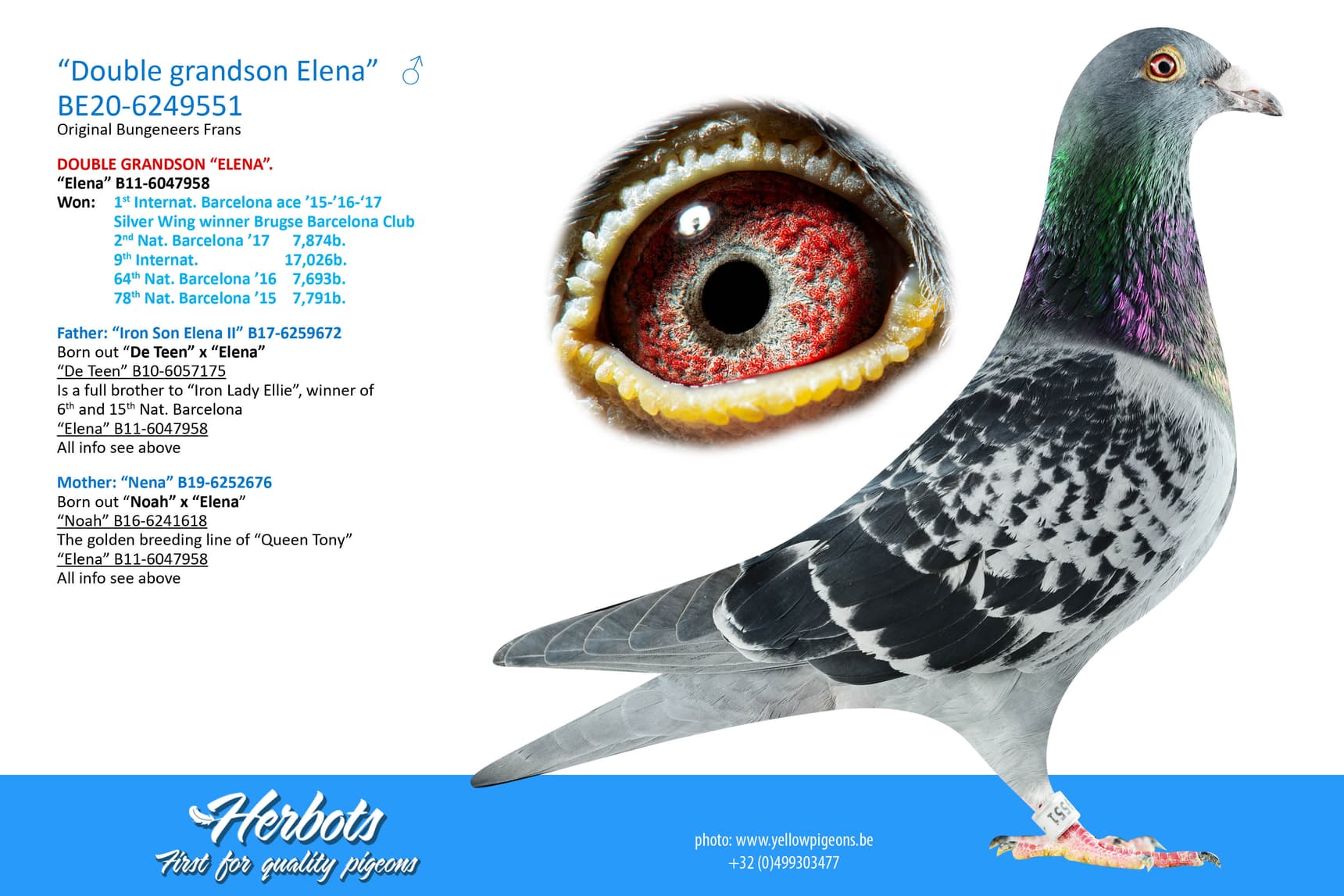 pigeon: undefined