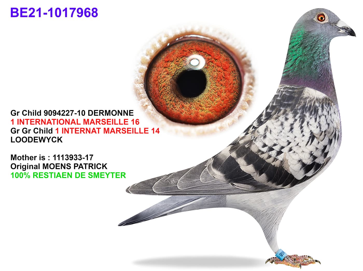 pigeon: undefined