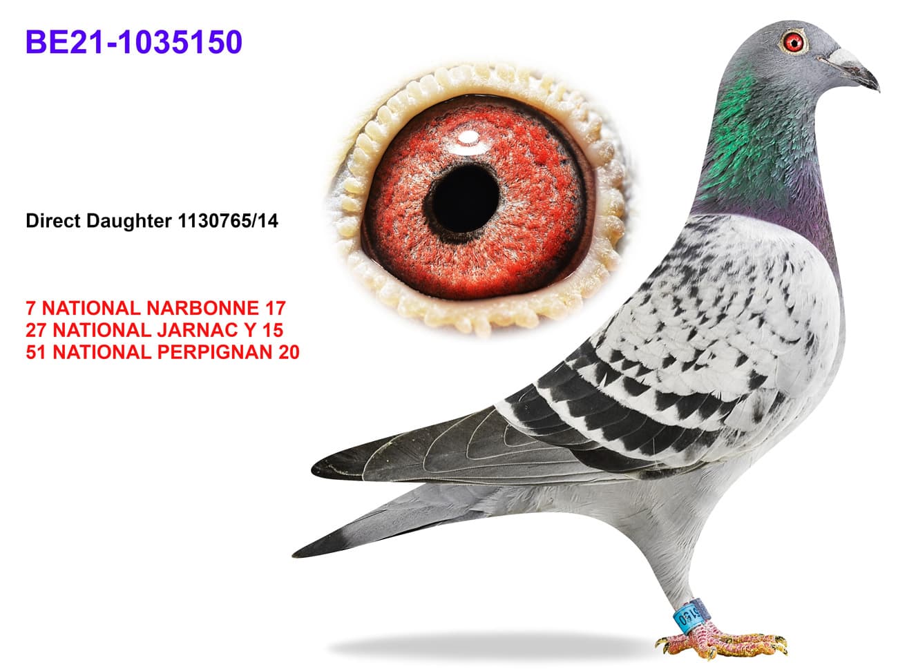 pigeon: undefined