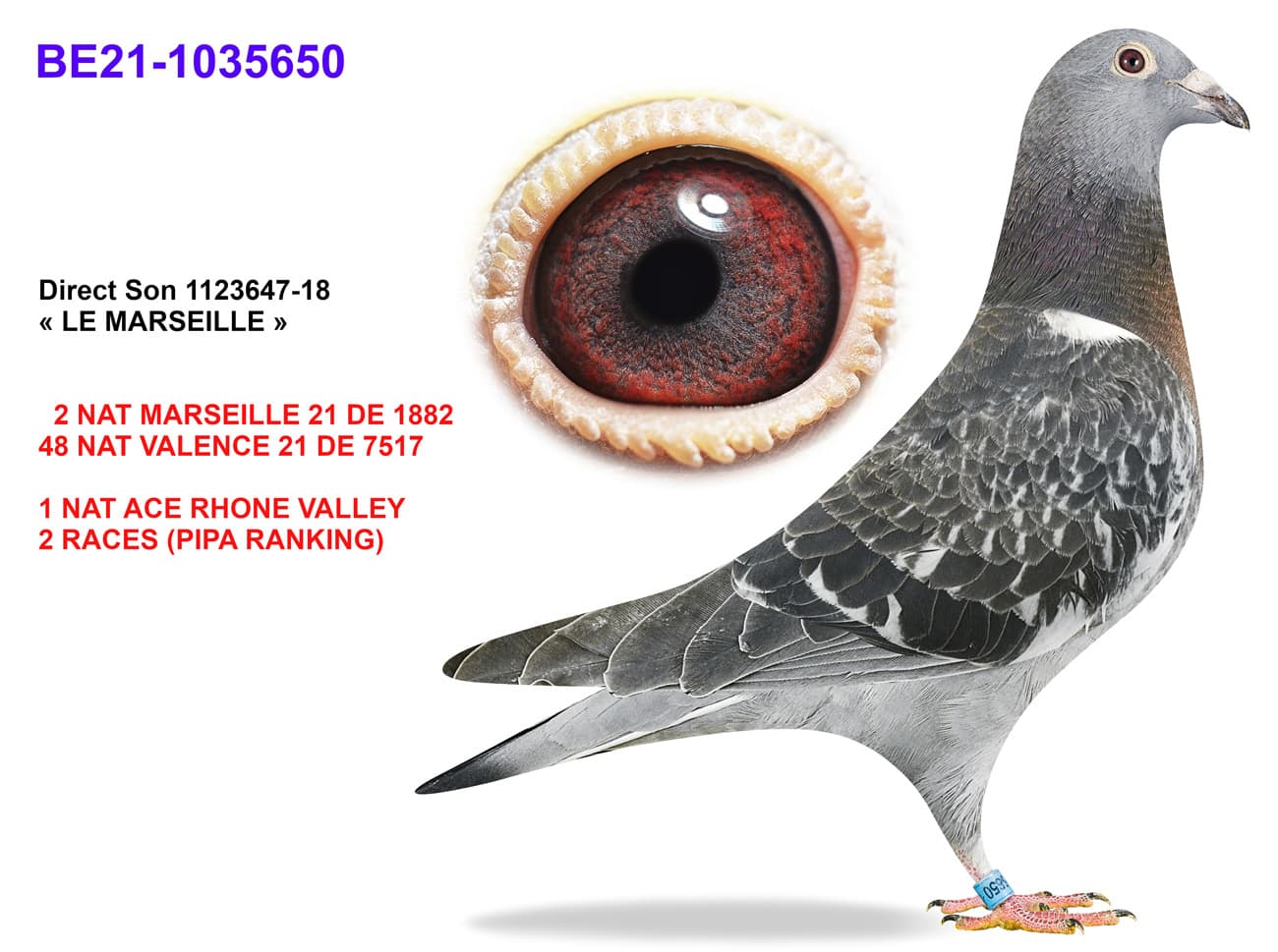pigeon: undefined