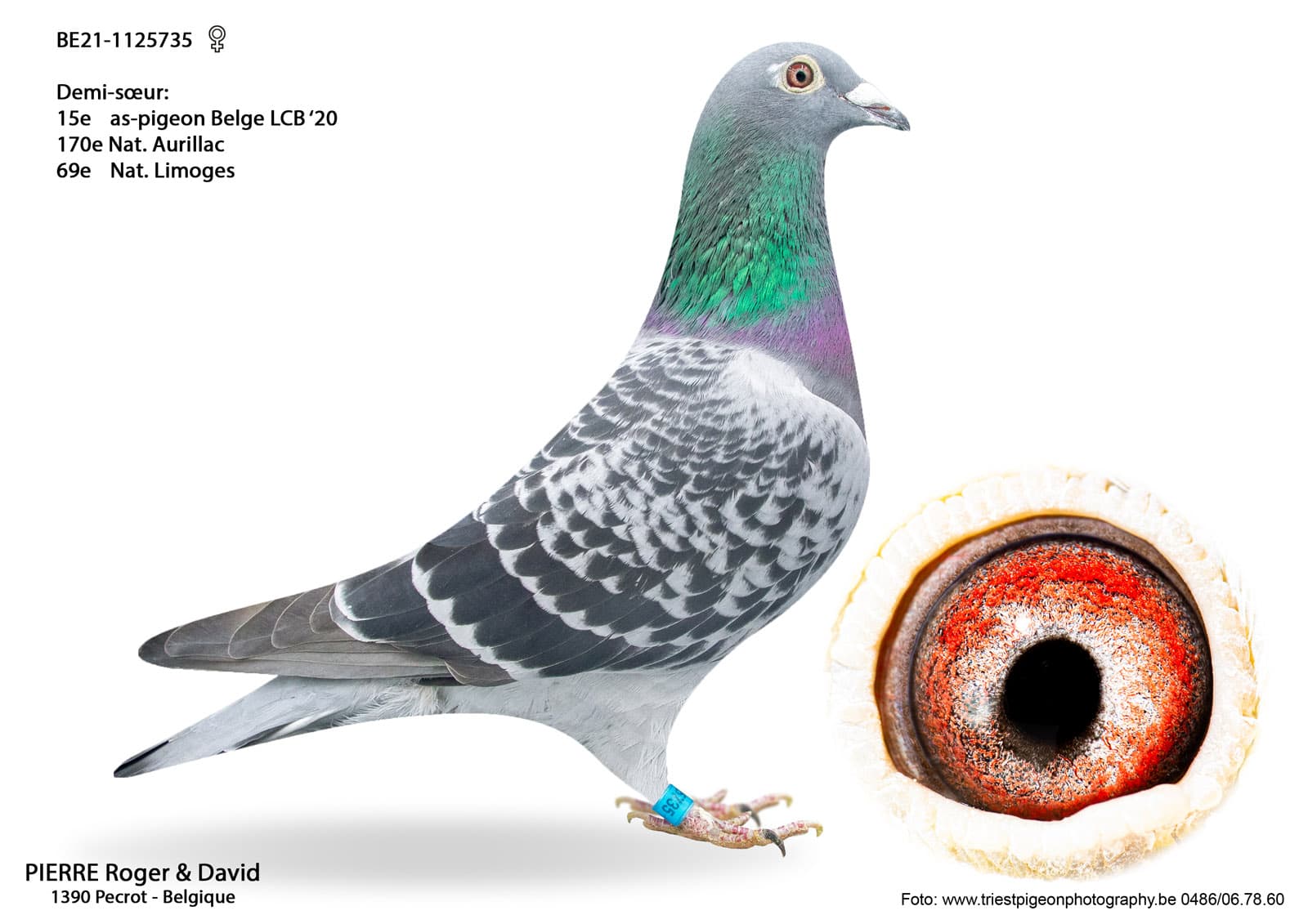 pigeon: undefined