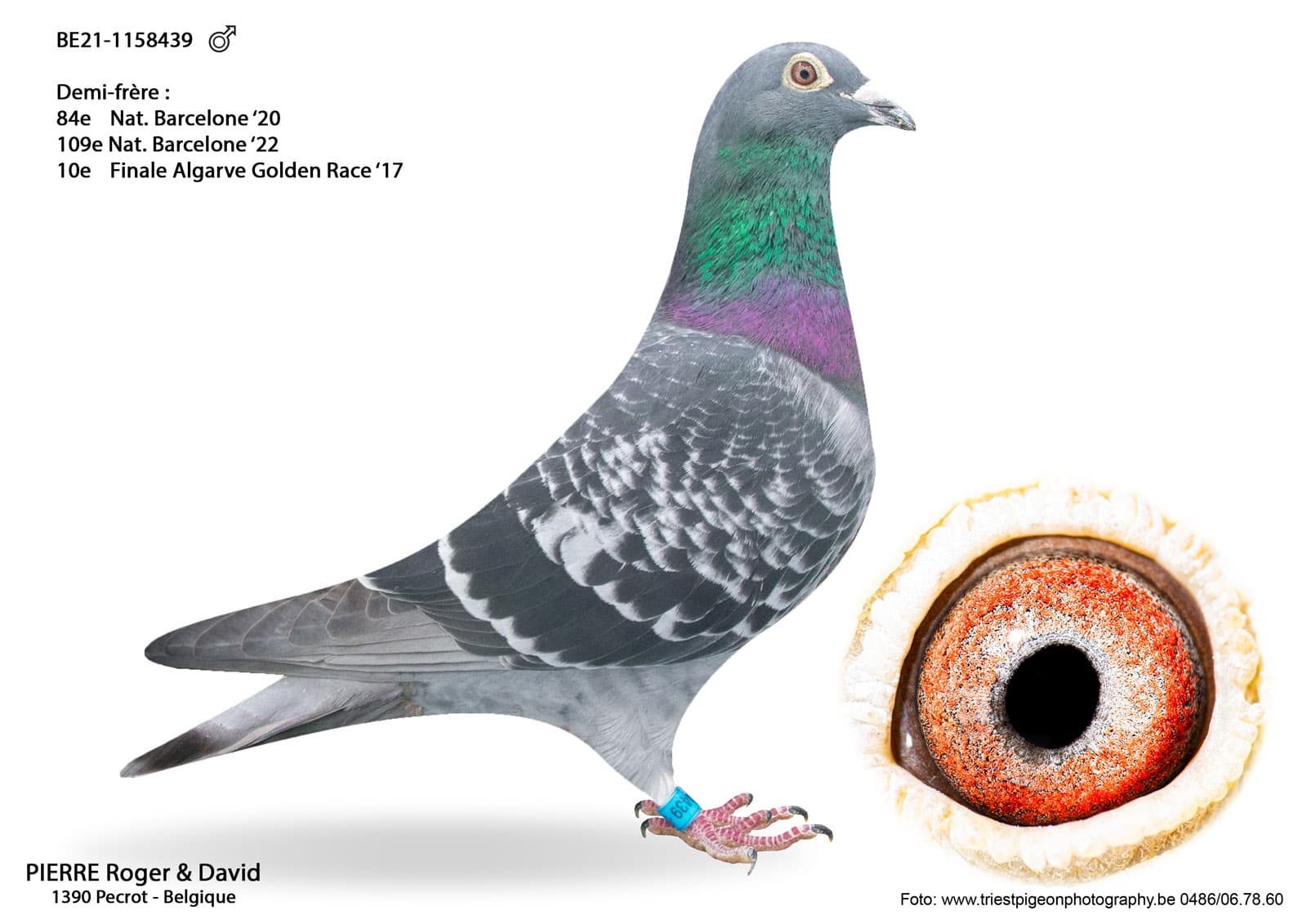 pigeon: undefined