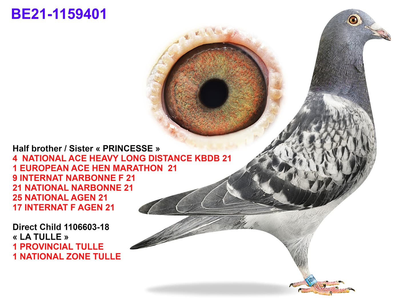 pigeon: undefined