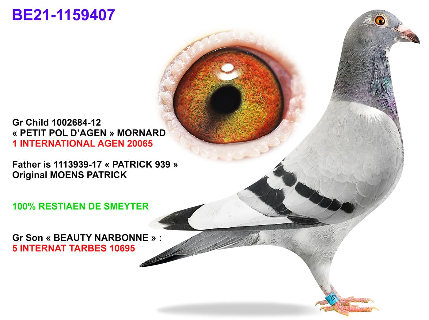 pigeon: undefined