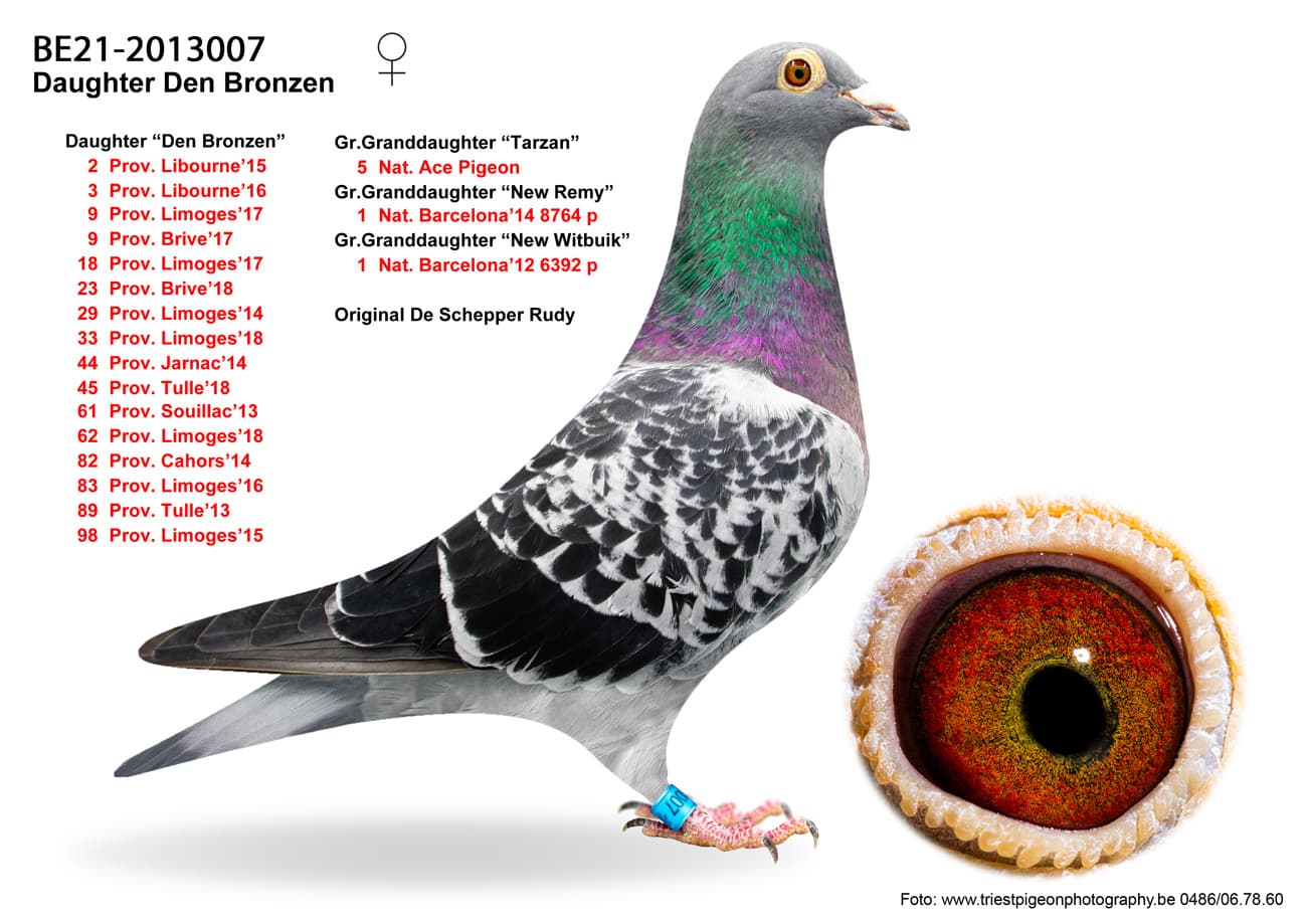 pigeon: undefined
