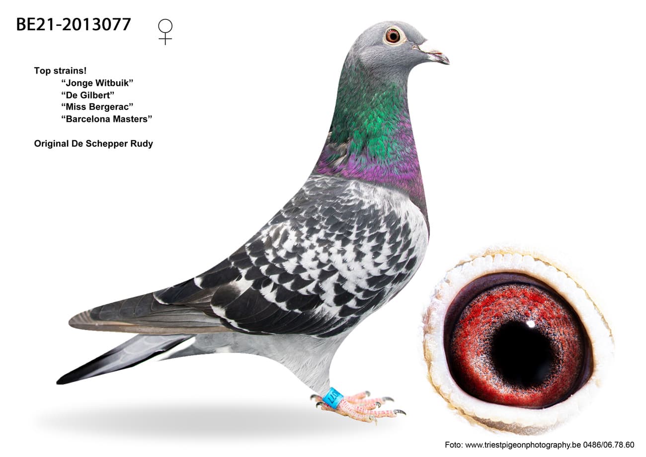 pigeon: undefined