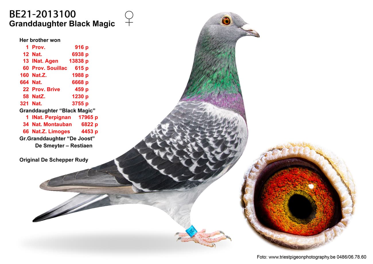 pigeon: undefined